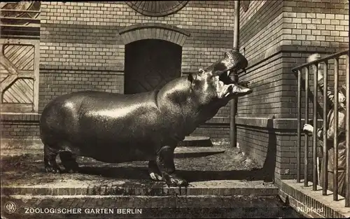 Ak Berlin Tiergarten, Zoologischer Garten, Nilpferd, Flusspferd, Wärter