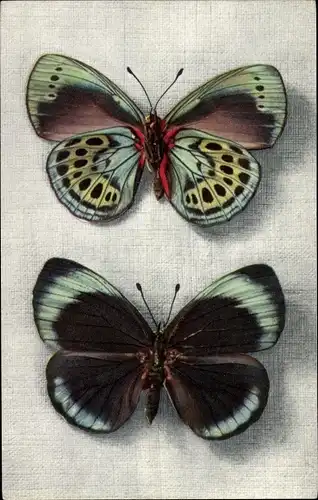 Ak Blau gelb brauner Schmetterling, Callithea Leprieuri