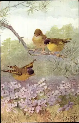 Künstler Ak Drei Vögel, lila Blumen, Birds and Blossoms
