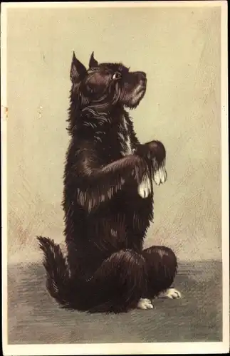 Künstler Ak Hund macht Männchen