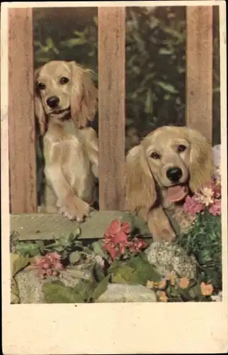 Ak Zwei Hunde hinter einem Zaun