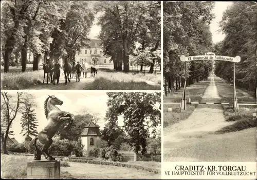 Ak Gestüt Graditz bei Torgau an der Elbe, VE Hauptgestüt für Vollblutzucht, Statue, Pferde