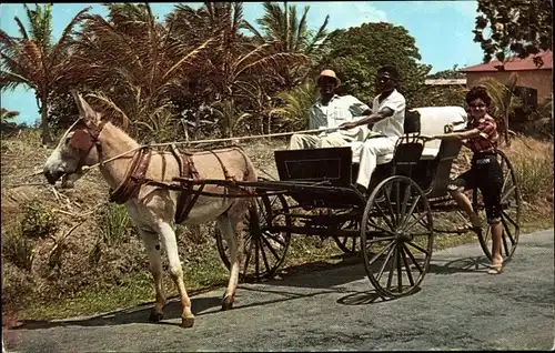 Ak Barbados, Old Donkey Drawn Buggy on Country Road