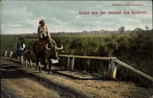 Ak Burma Myanmar, A burmese farmer, Burmesischer Landwirt auf einem Ochsen