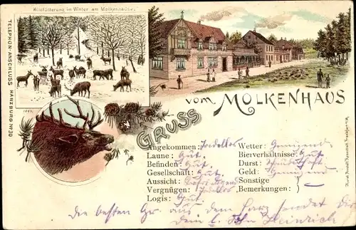 Litho Bad Harzburg in Niedersachsen, Molkenhaus, Wildfütterung im Winter, Hirsch