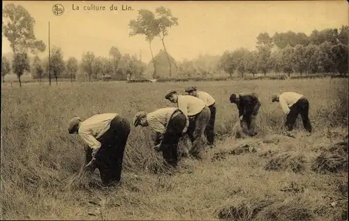 Ak La culture du Lin, L'arrachage du Lin