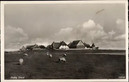 Ak Hallig Oland in Nordfriesland, Blick zum Ort, weidende Schafe, Reetdachhäuser