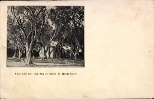 Ak Monte Carlo Monaco, Sous bois d'olivier, Olivenbäume
