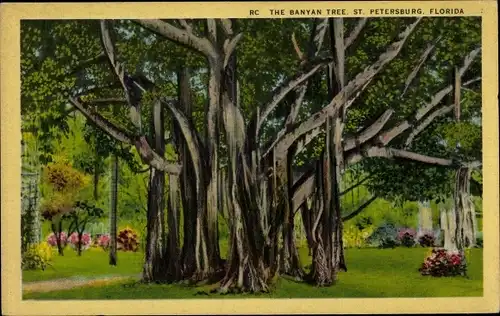 Ak Saint Petersburg Florida USA, The Bayan Tree