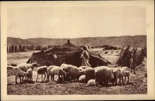 Ak Laghouat Algerien, Campement de Nomades, Schafe
