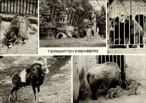 Ak Eisenberg in Thüringen, Tiergarten, Waschbär, Braunbär, Mufflon, Wildschweine