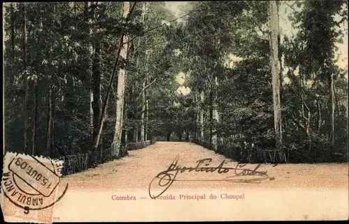Ak Coimbra Portugal, Avenida Principal do Choupal, Allee