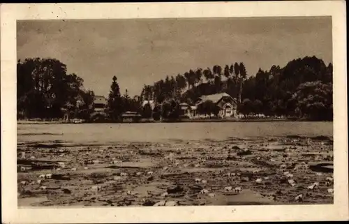 Ak Hamr na Jezeře Hammer am See Region Reichenberg, Lekninova pole na jezere