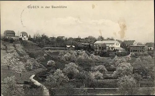 Ak Guben in der Niederlausitz, Baumblüte, Ortsansicht