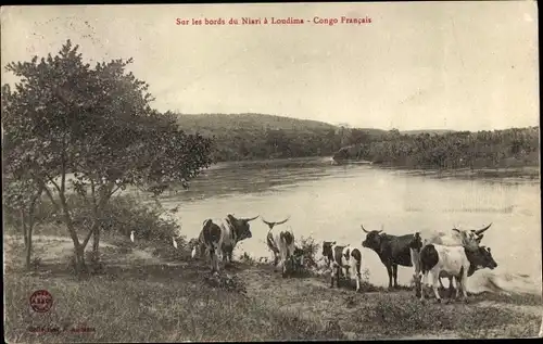 Ak Loudima Republik Kongo, Vue sur les bords du Niari, Rinderherde am Flussufer