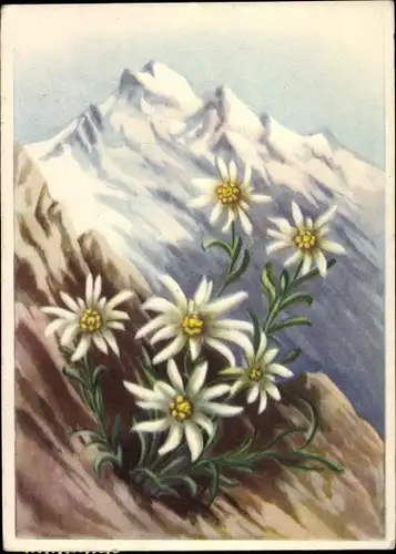 Künstler Ak Edelweiß, Blumen, Berge