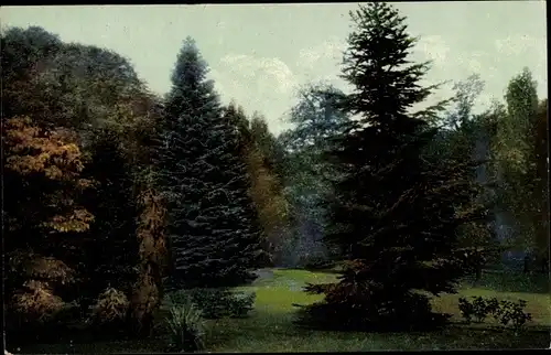 Ak Kiel Schleswig Holstein, Forstbaumschule, Panorama