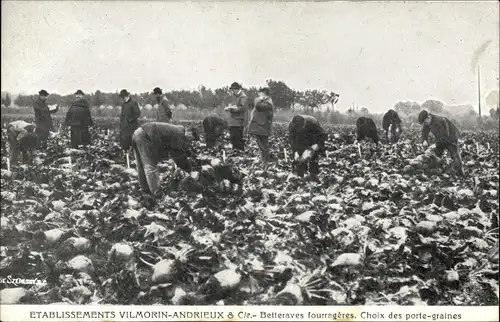 Ak Etablissements Vilmorin Andrieux et Compagnie, Betteraves fourragères, Choix des porte graines