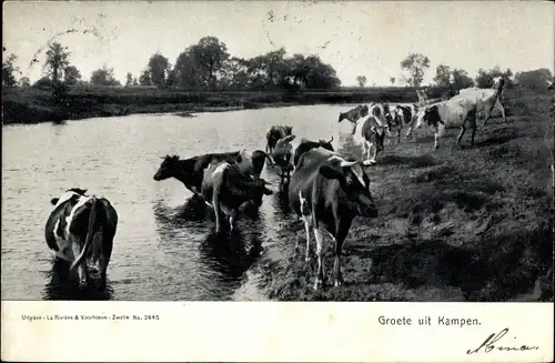Ak Kampen Overijssel Niederlande, Kühe am Fluss