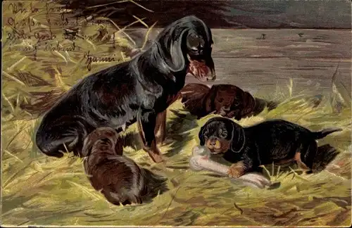 Ak Hunde-Familie, Dackel, Knochen