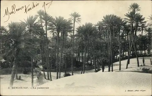 Ak Beni Ounif Algerien, La palmeraie
