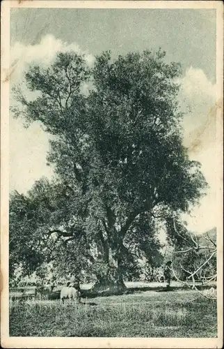 Ak Kabylie Algerien, Olivier prés de Tizi-Ouzou