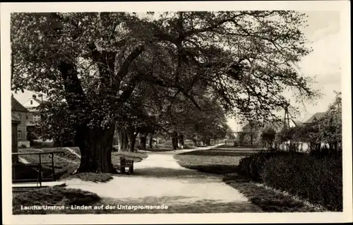 Ak Laucha an der Unstrut, Linden auf der Unterpromenade