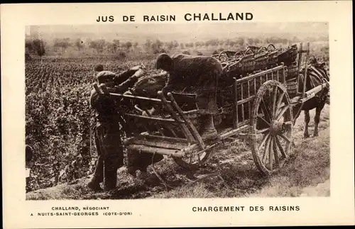 Ak Nuits Saint Georges Côte d’Or, Jus de Raisin Challand, Chargement des Raisins