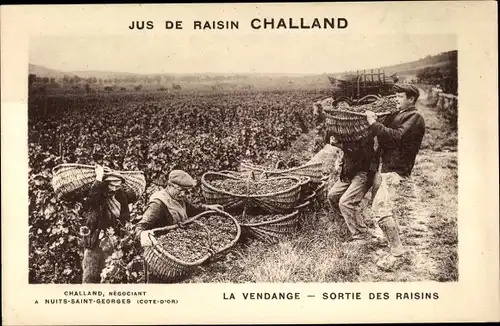 Ak Nuits Saint Georges Côte d’Or, Jus de Raisin Challand, la Vendange, Sortie des Raisins