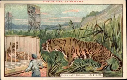Litho Les Grandes Chasses, Le Tigre, Tiger im Zoo, Chocolat Lombart, Reklame