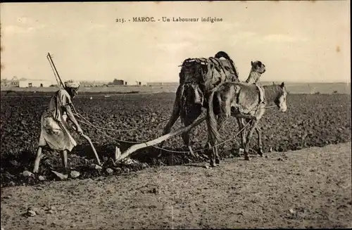 Ak Marokko, vue générale d'une laboureur indigène et ses chameaux