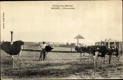 Ak Meknès Marokko, L'Autrucherie, Straußenfarm