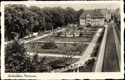 Ak Aschersleben in Sachsen Anhalt, Rosarium