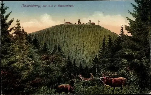 Ak Brotterode in Thüringen, Inselsberg, Hirsche