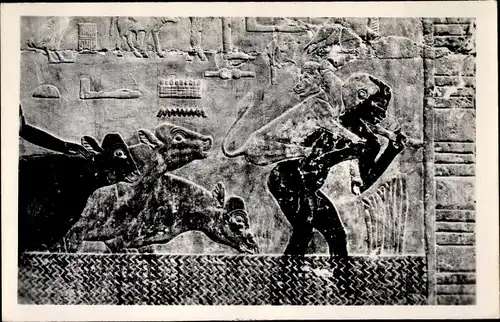 Ak Cairo Kairo Ägypten, Tomb of Ti, Cattle driven through the River