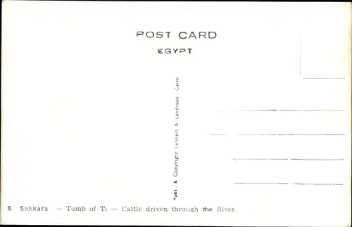 Ak Cairo Kairo Ägypten, Tomb of Ti, Cattle driven through the River
