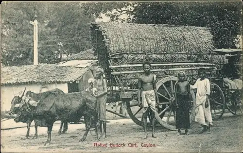 Ak Colombo Ceylon Sri Lanka, Ochsengespann