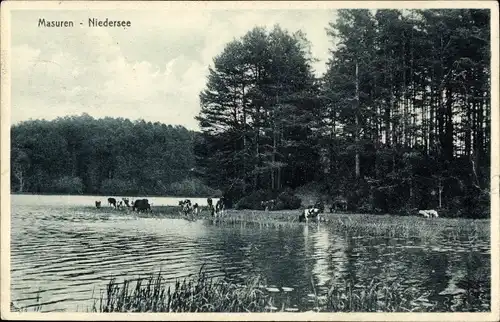 Ak Masuren Polen, Niedersee