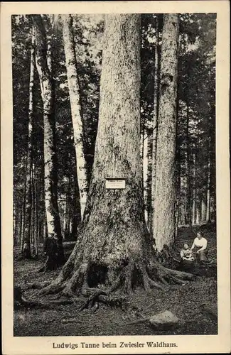 Ak Zwiesel im Bayerischen Wald, Ludwigs Tanne, Waldpartie