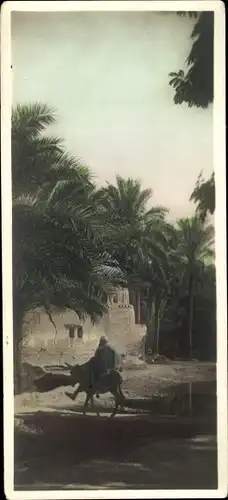 Ak Cairo Kairo Ägypten, Einheimische auf Esel reitend, Palmen