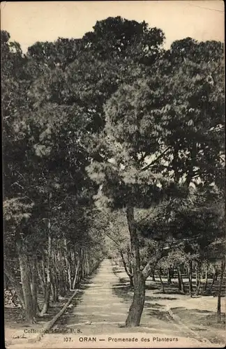 Ak Oran Algerien, Promenade des Planteurs