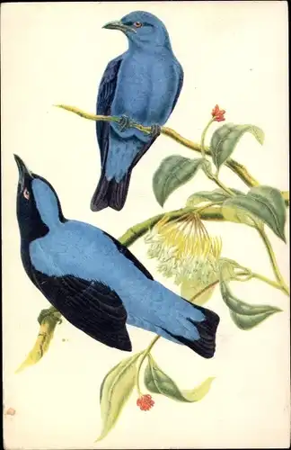 Künstler Ak Oiseaux Bleus des Fees, Elfenblauvogel, Irena puella