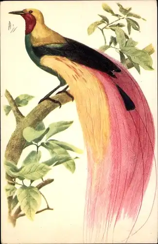 Künstler Ak Paradisier Grand Emeraude, Großer Paradiesvogel, Paradisaea apoda