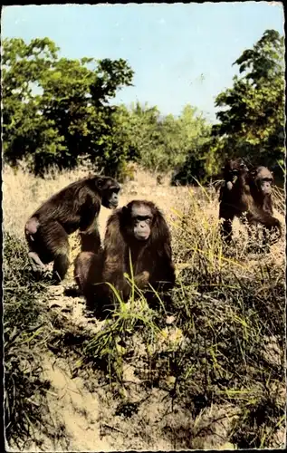 Ak Faune Africaine, Singes dans la Brousse, Affen, Schimpansen