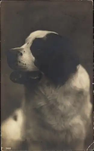 Ak Tierportrait, schwarz weißer Hund