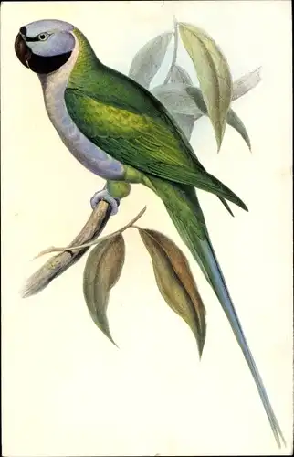 Künstler Ak Gould, J., Palaeornis Derbianus, Epaulettensittich