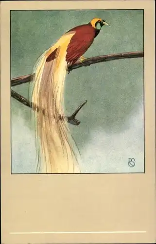 Künstler Ak Großer Paradiesvogel, Paradisea apoda
