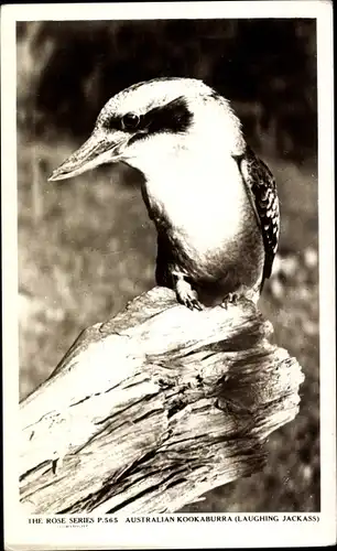 Ak Australian Kookaburra, Laughing Jackass, Jägerlieste