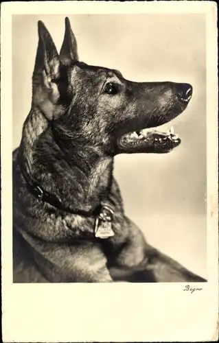 Ak Hundeportrait, Schäferhund mit Halsband