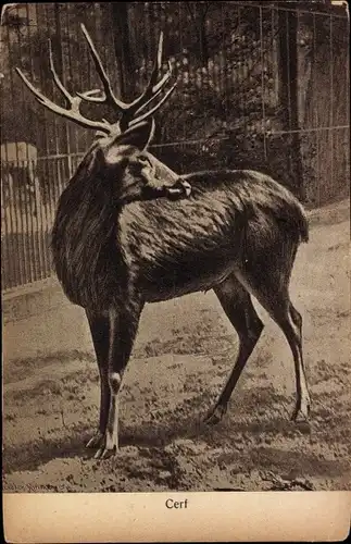 Ak Cerf, Tierportrait, Hirsch im Gehege